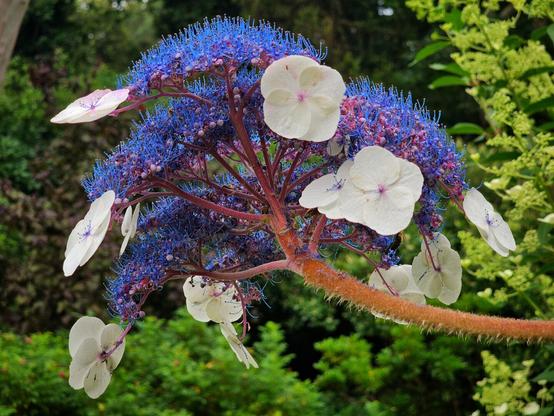 A vibrant close-up shot of a unique blue and white flowering hydrangea. The central part of the bloom is a dense, spiky cluster of tiny blue flowers, while larger, flat white petals with faint pink centres radiate outwards, resembling small butterflies or fans. The stem is a reddish-orange, textured, and slightly hairy. The background is a soft, out-of-focus blur of green foliage, suggesting a lush garden environment.