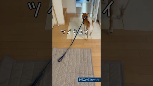 【ハーネス嫌がる柴】こんな日ない?豆柴アオと柴犬委員会  mameshiba AO & shiba inu committee #Shorts#柴犬 #豆柴#愛犬 #癒し#柴犬のいる生活