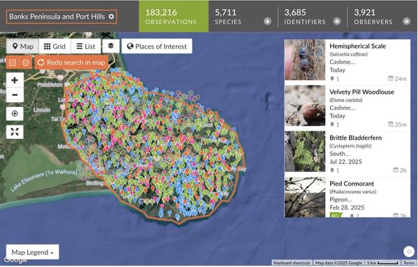 A screenshot from the iNaturalist website showing all the observations that have been made in the Banks Peninsula area of New Zealand. The screen shows a satellite map covered in colourful points, each one observation of a species. On the right are four thumbnails of the most recently uploaded observations.

https://inaturalist.nz/observations?place_id=74374&subview=map&verifiable=any