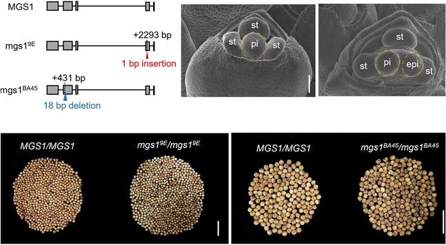 Panel of figures, (1) BSA-seq and positional cloning of MGS1, SEM images of spikelets at different stages, and (3) Grain number per panicle among MGS1, mgs19E or mgs1BA45 genotypes.
