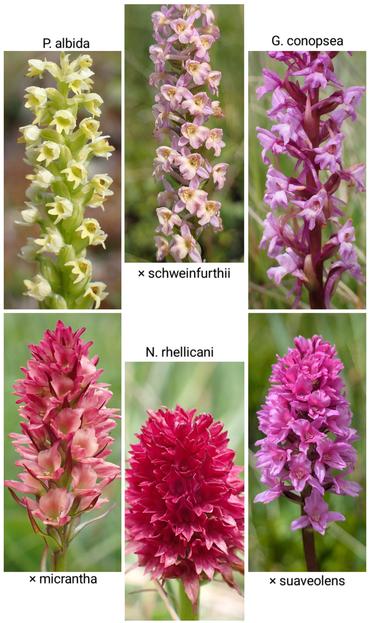 Circular arrangement of six labelled pictures: P. albida, × schweinfurthii, G. conopsea, × suaveolens, N. rhellicani, × micrantha, looking like a colorful rainbow
