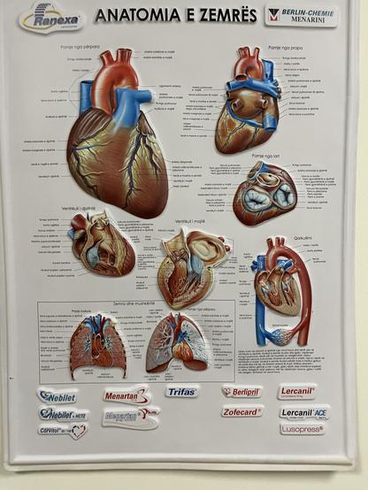 Bas-relief in plastic of six views of the heart and two of the heart and lungs. All are labeled in Albanian. The chart title is "Anatomia E Zemrës"