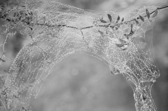 A delicate spider has woven a web in the shape of the Arc de Triomphe, hanging from a rosehip branch. (Version françæ) Æn délicax araignée a tissé æn toile en forme d’Arc de Triomphe suspendux à æn branche de gratte-cul.