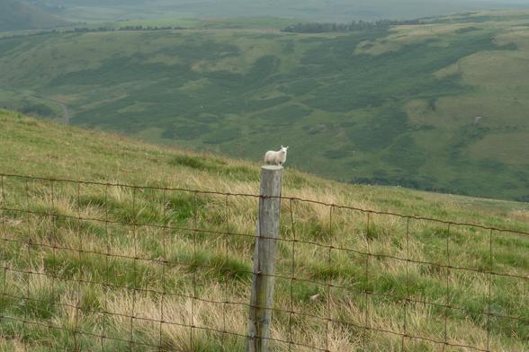 Colour photograph of an Upland landscape. In the foreground is a post and wire fence. Behind it is a sheep in the distance. It has been photographed in such a way, but it looks as if it is a very tiny sheep balancing on top of the fence post.