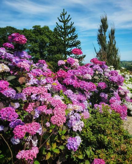 A vibrant outdoor shot of a large bush covered in pink and purple hydrangea blooms under a clear blue sky with some fluffy white clouds. In the background, various trees are visible, including a distinctive araucaria or monkey puzzle tree and a tall, slender conifer. The foreground features the dense, colourful flowers of the hydrangea bush, with some green foliage also visible.