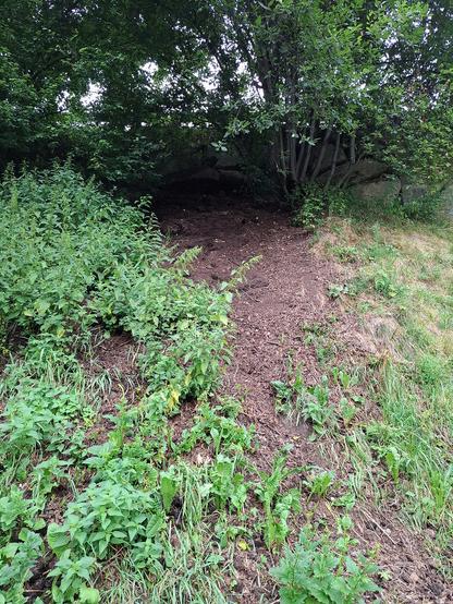 Compost from mature cow dung solid manure in the railings under willow trees and a cyclopean wall. nettles, dandelions, sorrel and good heinrich grow on the soil.