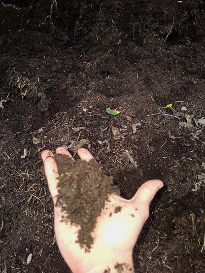 A hand holding dark soil on this handpalm. Further compost in the background.