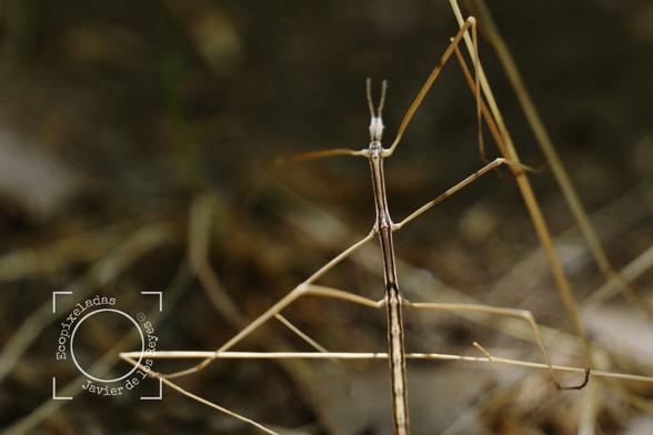 foto de un bicho palo camuflado entre ramas secas de su mismo color