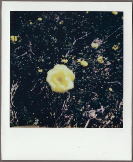 Polaroid looking straight down at a rose bush, a single yellow rose blurry in the foreground against a predominantly dark textured background of the bush.