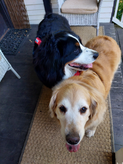 A Bernese Mountain Dog and a Golden Retriever wearing red harnesses stand on a seagrass rug after a summer walk. Their mouths are open and their tongues are showing. The Berner has her chin over the shoulders of the Golden.