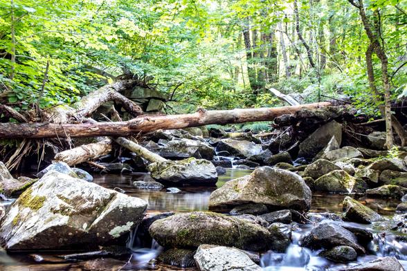 Looking head on at very rocky stream with many small boulders. There is a fallen tree across the stream and nd two other fallen trees on the left that run parallel with the stream. The top third of the image is washed out green trees.