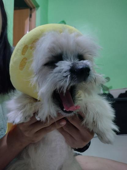 Pomshi dog wearing a lemon hat, with mouth open