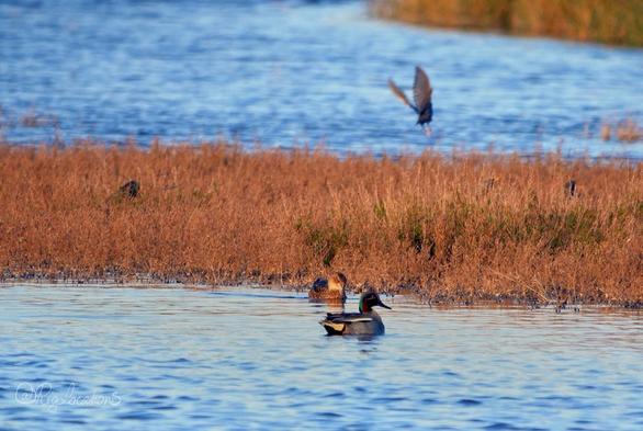Photo d’un étang à l’eau d’un beau bleu pastel, traversée par une bande de terre couverte de salicorne sèche. Deux sarcelles d’hiver, un mâle et une femelle, nagent près de cette bande de terre, tandis qu’un étourneau s’envole derrière eux. La lumière, rasante et dorée, fait ressortir les couleurs vives du mâle.