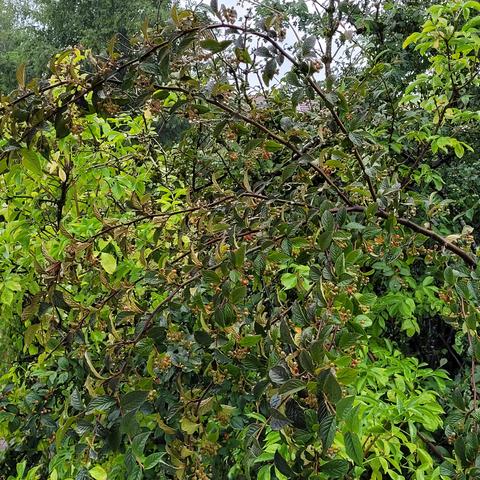 Nasse Äste, Blätter und Beeren