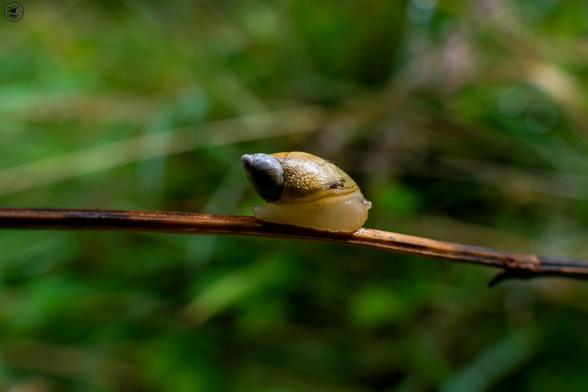 conical snail on twig