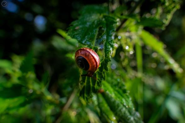 brown shelled snail on leaf