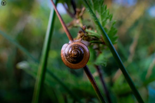 light and dark patterned snail on twig