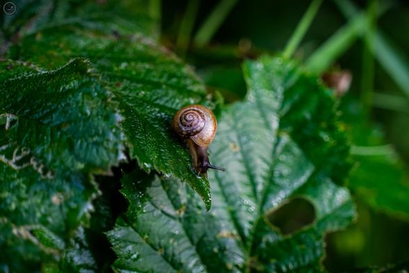 tiny snail on leaf