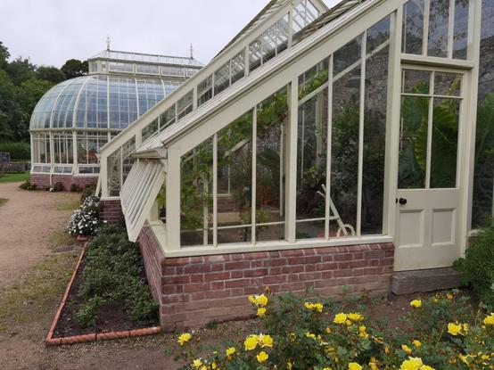 A large Victorian greenhouse viewed side-on. The roof slopes down towards the left (south) side, making it impractical to access the wall windows for opening. Thus a ratcheting lever mechanism has been installed which is viewed through the east wall windows. In the background a second dome-shaped greenhouse is visible. The greenhouse frames are painted a creamy white color, and sit on top of a low brick wall. A gravel path leads past the near greenhouse to the far, domed one. In the immediate foreground yellow flowers can be seen. The scene is overcast gray, shortly before dusk.