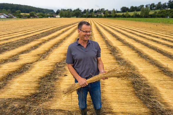 Landwirt Adrian Brügger steht in einem weitläufigen Feld, in dem frisch geerntetes, goldgelbes Flachsstroh in langen, parallelen Reihen zum Rösten ausgelegt ist. In seinen Händen hält er ein Bündel der trocknenden Stängel.
