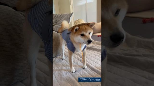 【浴衣着てみた】小さいワン!豆柴アオと柴犬委員会  mameshiba AO & shiba inu committee #Shorts#柴犬 #豆柴#愛犬 #癒し#柴犬のいる生活