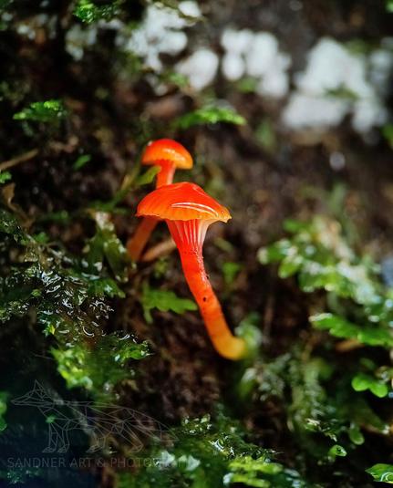 A vivid orange-red mushroom glows in a damp, shadowy forest floor in the Dandenong Ranges. Its slender stalk and slightly translucent gills catch the ambient light, giving it an ethereal appearance. Surrounded by wet moss and leafy detritus, the tiny fungus stands out brilliantly against the dark, saturated earth, hinting at the hidden biodiversity thriving in the undergrowth.