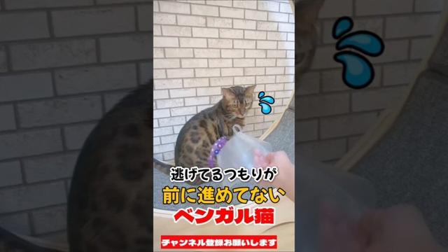 【ベンガル猫】逃げてるつもりが前に進めてないベンガル猫 #ベンガル猫 #猫