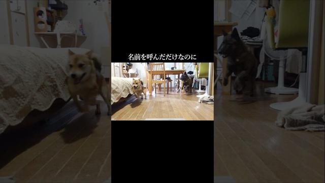 隣部屋にいるワンコの名前を呼んだら…　#甲斐犬 #柴犬 #youtubeshorts