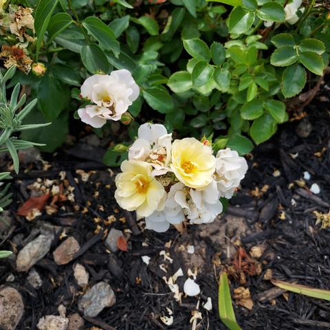 a cluster of white and yellow roses growing on the same plant