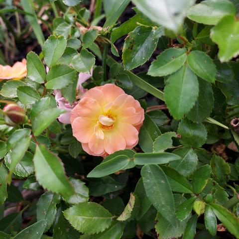 a pretty mini-rose, starting with yellow at its center and fading through pastel orange to light pink at the edges