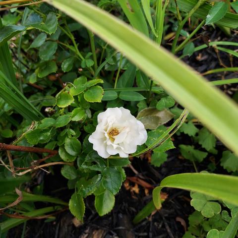 a small white rose