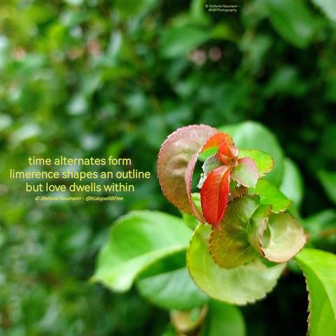 A close-up of leaves in front of a green hedge. The leaves are turning from green to red. Additionally, a haiku in green letters:
time alternates form
limerence shapes an outline
but love dwells within
© Stefanie Neumann - @KokopelliBFree