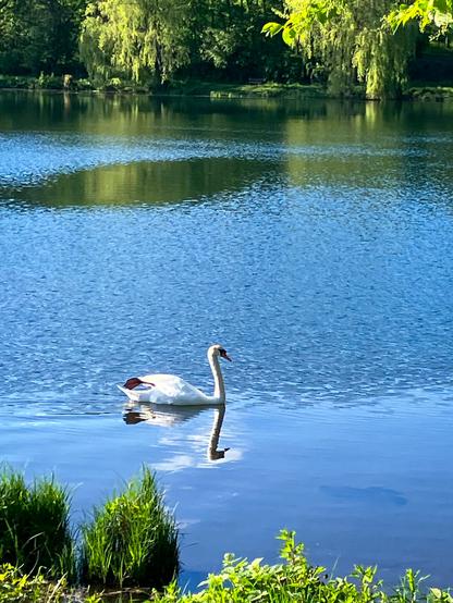 Ein Höckerschwan gleitet ruhig über die spiegelglatte Wasseroberfläche der Grube Fernie. Umgeben von blauem Himmel und grünem Ufer spiegelt sich der Schwan klar im See.