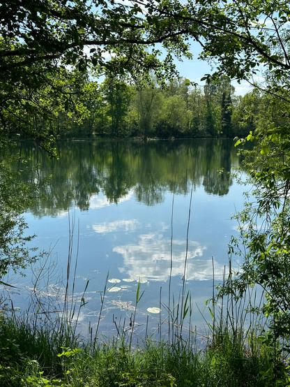 Ein stiller See mit dichter Ufervegetation. Bäume spiegeln sich im Wasser, darüber schwebt der Himmel mit leichten Wolken. Im Vordergrund wachsen Seerosenblätter und Schilf am Ufer.