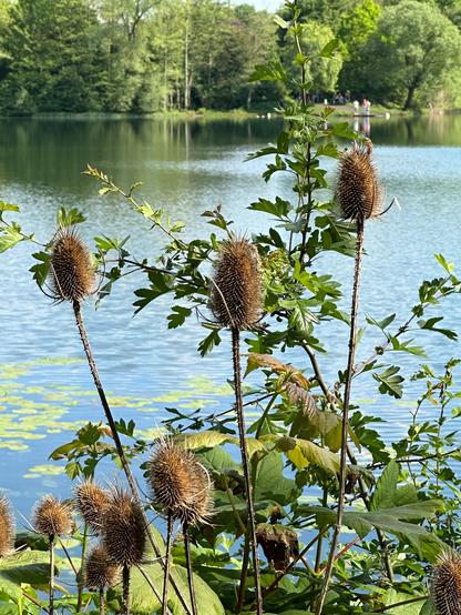 Im Vordergrund stehen mehrere Wilde Karden vor dem ruhigen Wasser der Grube Fernie. Im Hintergrund sind Ufervegetation, Bäume und Menschen am gegenüberliegenden Ufer zu sehen.