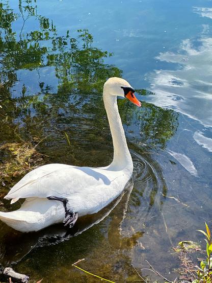 Ein Höckerschwan schwimmt dicht am Ufer in flachem, klarem Wasser. Seine weißen Federn leuchten im Sonnenlicht, im Hintergrund spiegeln sich Äste und Wolken auf der Wasseroberfläche.