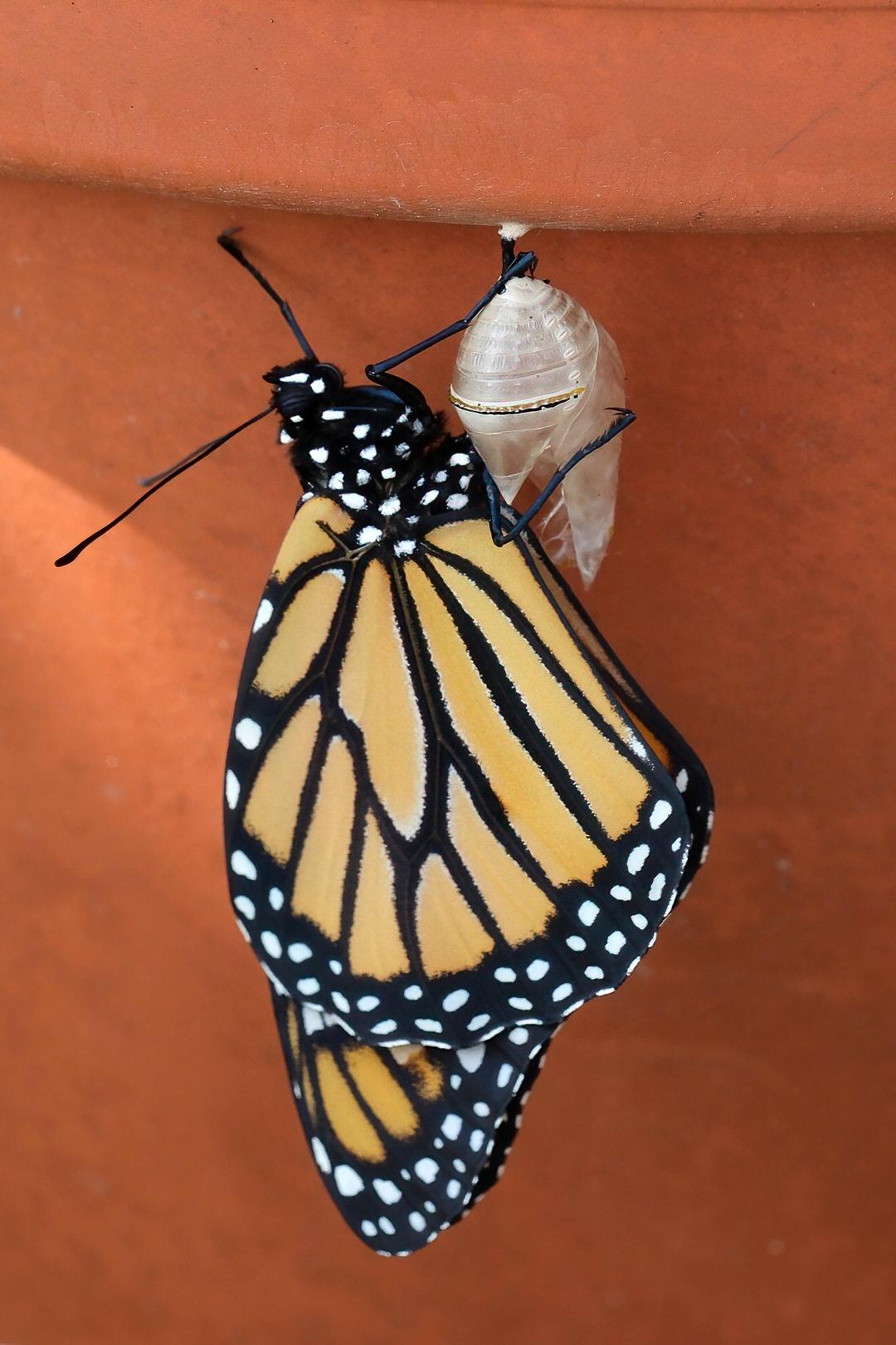The butterfly has emerged and is clinging to the now translucent empty bag. The butterfly is orange with black veins and white dots along the edges of the wings.