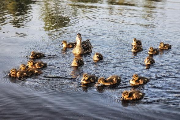 A heartwarming scene of a mother duck swimming in calm water, surrounded by her numerous adorable ducklings. The ducklings, small and fluffy, are spread out around their mother, some clustered together and others swimming individually, creating ripples on the water's surface. The natural light highlights the texture of their feathers and the gentle movement of the water.