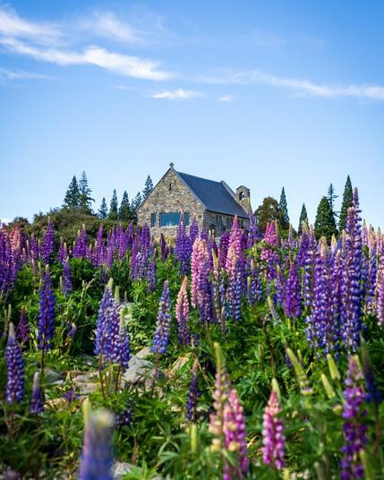 Church of the Good Shepherd surrounded by blooming lupines on the shores of Lake Tekapo, New Zealand, its stone walls standing proudly against turquoise waters and snow-dusted peaks beneath a clear blue sky.