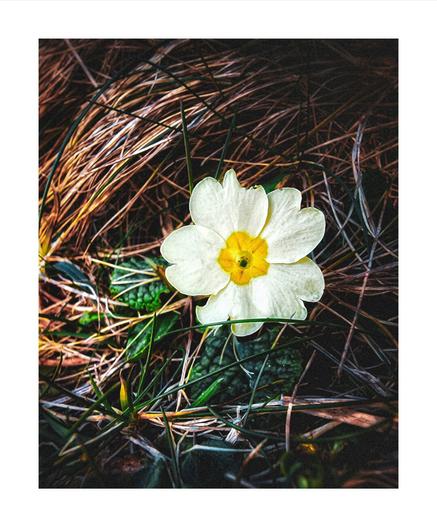 This is a photograph of a single, vibrant white and yellow primrose flower with delicate petals. It set against a textured background of brown grass and green foliage. The light highlights the flower's details.