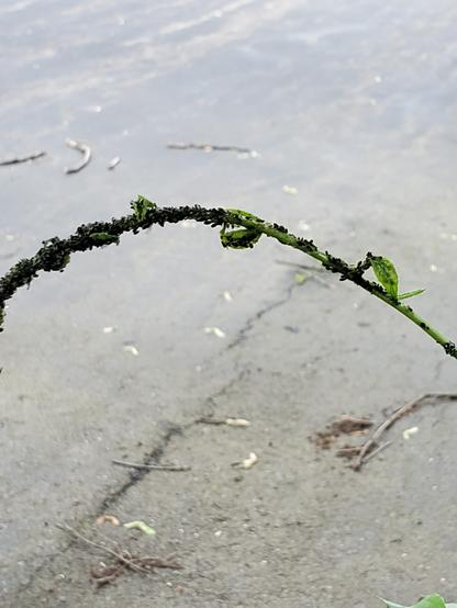 A thin green vine spotted with many tiny black dots (spotted lantern fly larvae) in big clumps