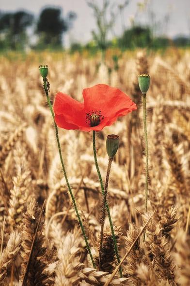 A striking close-up of a single vibrant red poppy standing tall amidst a golden-brown field of wheat. To the left and right of the poppy are two green poppy seed pods on slender stems, and another seed pod is visible just below the red flower. The background is a soft blur of green and blue, suggesting trees or distant fields under a bright sky.