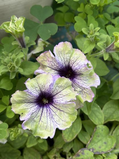 Two overlapping petunias blooming amidst green foliage and closed buds. The petunias are floppy trumpet shapes with light purple veined petals and light green ruffled edges. The throats are darker purple, like the delicate veins through the petals.