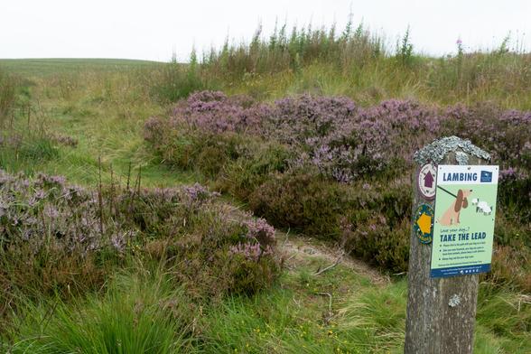 Colour photograph of a grassy path running between two big clumps of purple heather, just coming into bloom. In the front right of the frame is the top of a wooden post bearing two waymarks, and a small sign asking people to keep dogs on leads because of lambing.