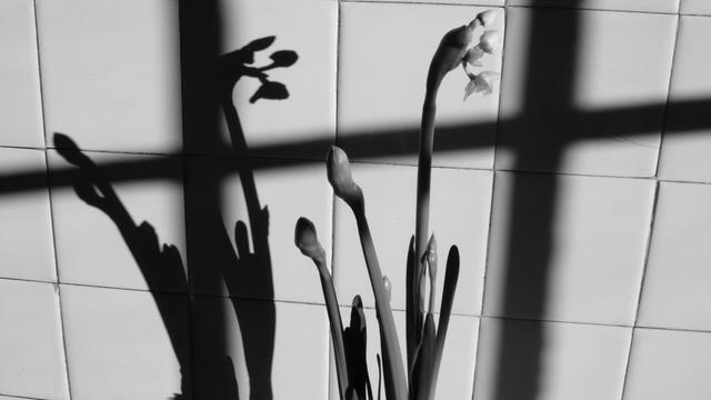 Daffodil and its shade in the spring sun, against a tiled wall. (Version françæ) Jonquille et saon ombre al soleil dal printemps, sur fond de mur carrelæ.