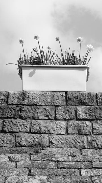 Tulip planter on a wall. (Version françæ) Jardinière de tulipes posæ sur æn muret.