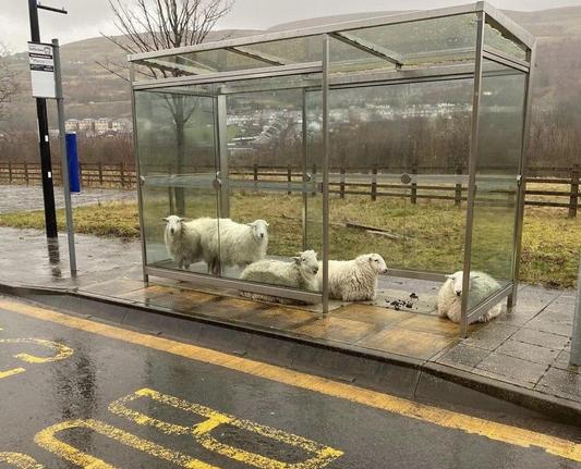 Sheep waiting patiently at a Welsh bus stop.