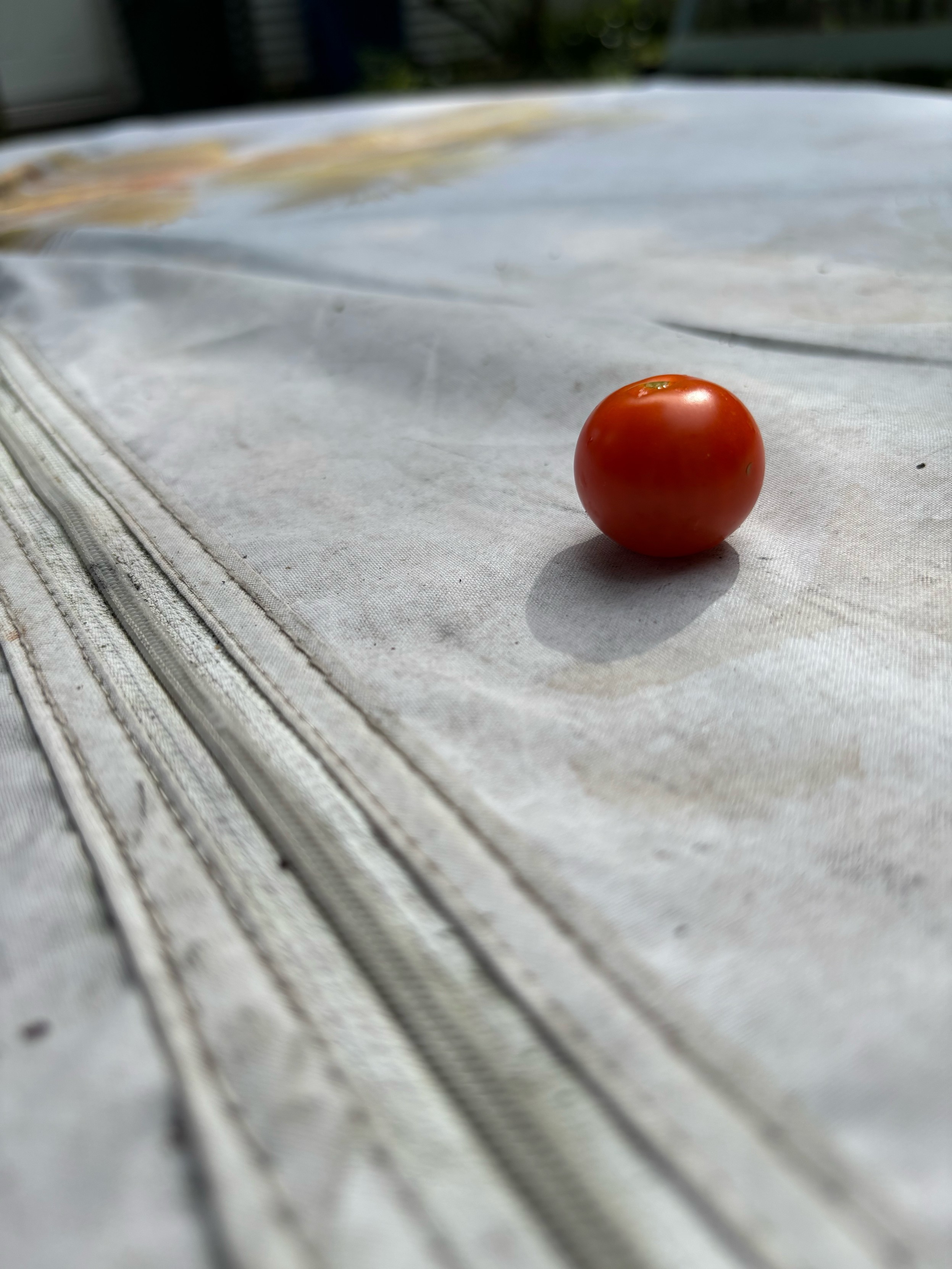 closeup of a tiny red tomato on a garden tabletop