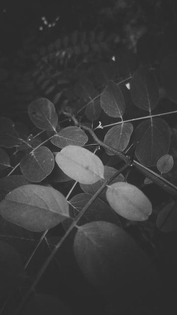 Plants in twilight, grainy monochrome shot.