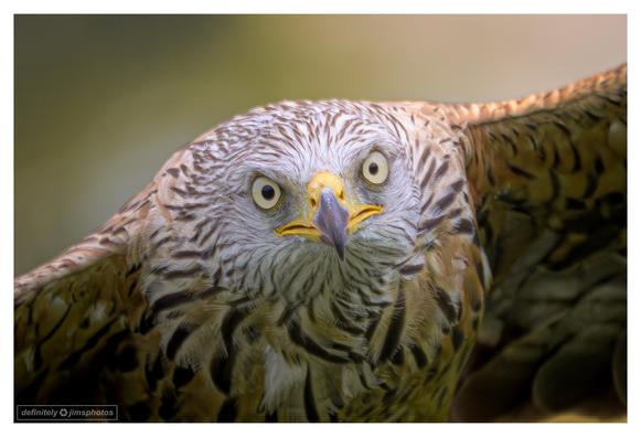 a photo of a large bird of prey in flight